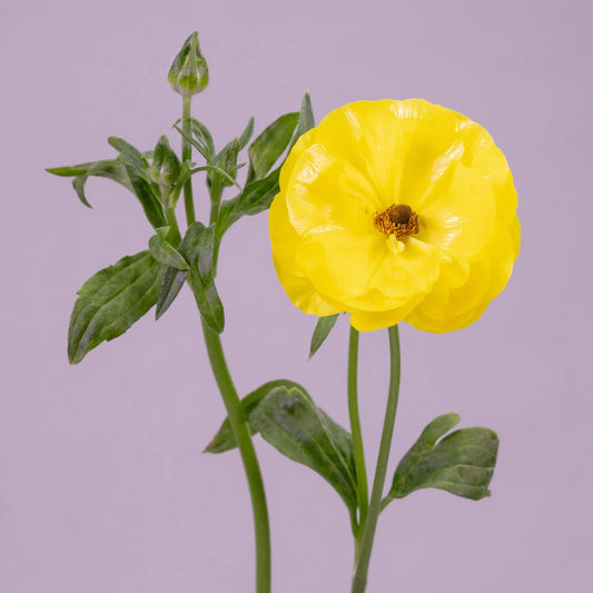 Yellow Phytalos Butterfly Ranunculus