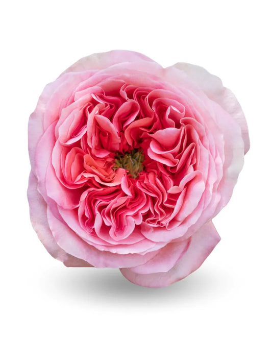 Pink Pink Expression Garden Rose