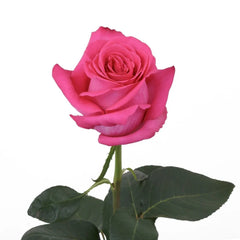 Pink Pink Floyd Roses