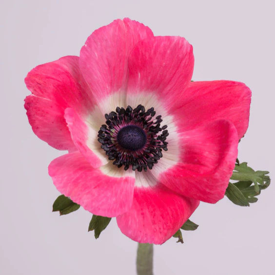 Pink Mist Ral Beautiful Pink Mistral Anemones – Pop Wedding Flowers