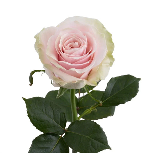 Light Pink Pink Mondial Roses