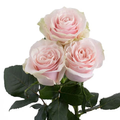 Pink Mondial