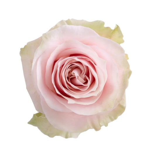 Pink Mondial