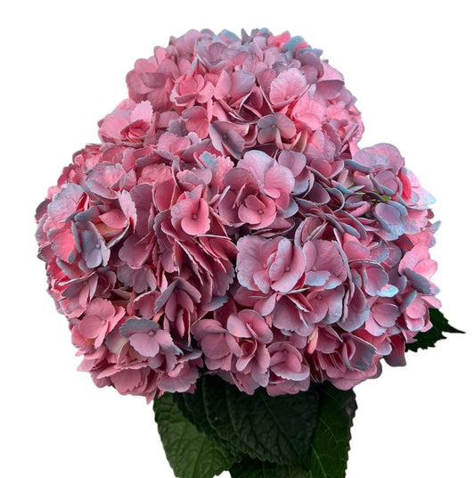 Pink Pinkberry Hydrangea