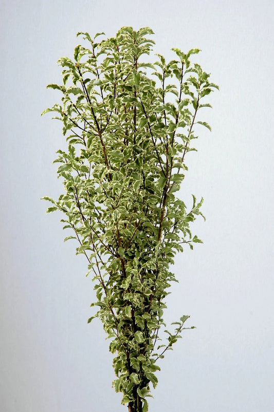Green Pittosporum Silver Queen Foliage & Greens