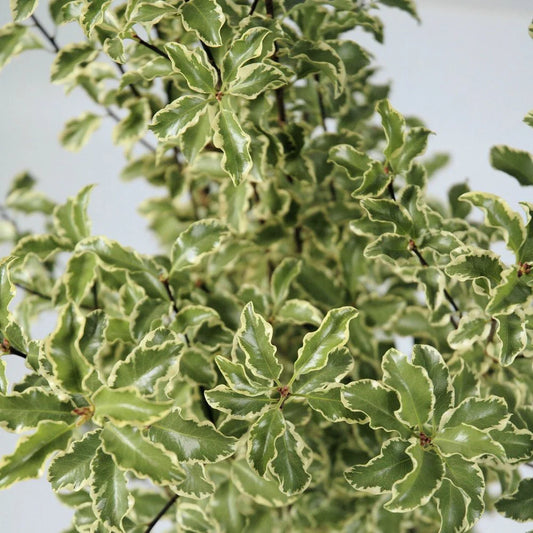 Pittosporum Silver Queen
