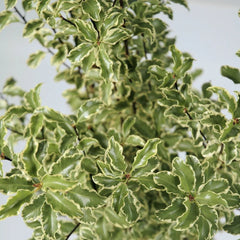 Pittosporum Silver Queen
