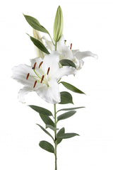 White Premium Blonde Oriental Lilies