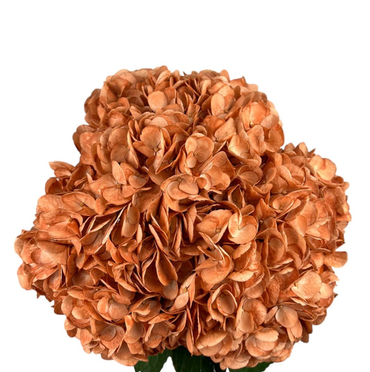 Orange Pumpkin Patch Hydrangea