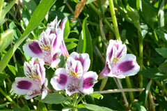 Purple Alstroemeria