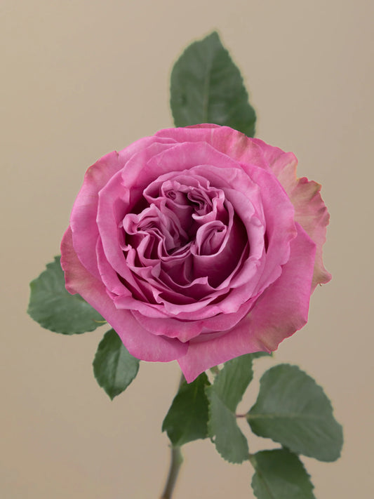 Pink Queens Crown Garden Rose