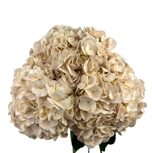 White Quicksand Hydrangea