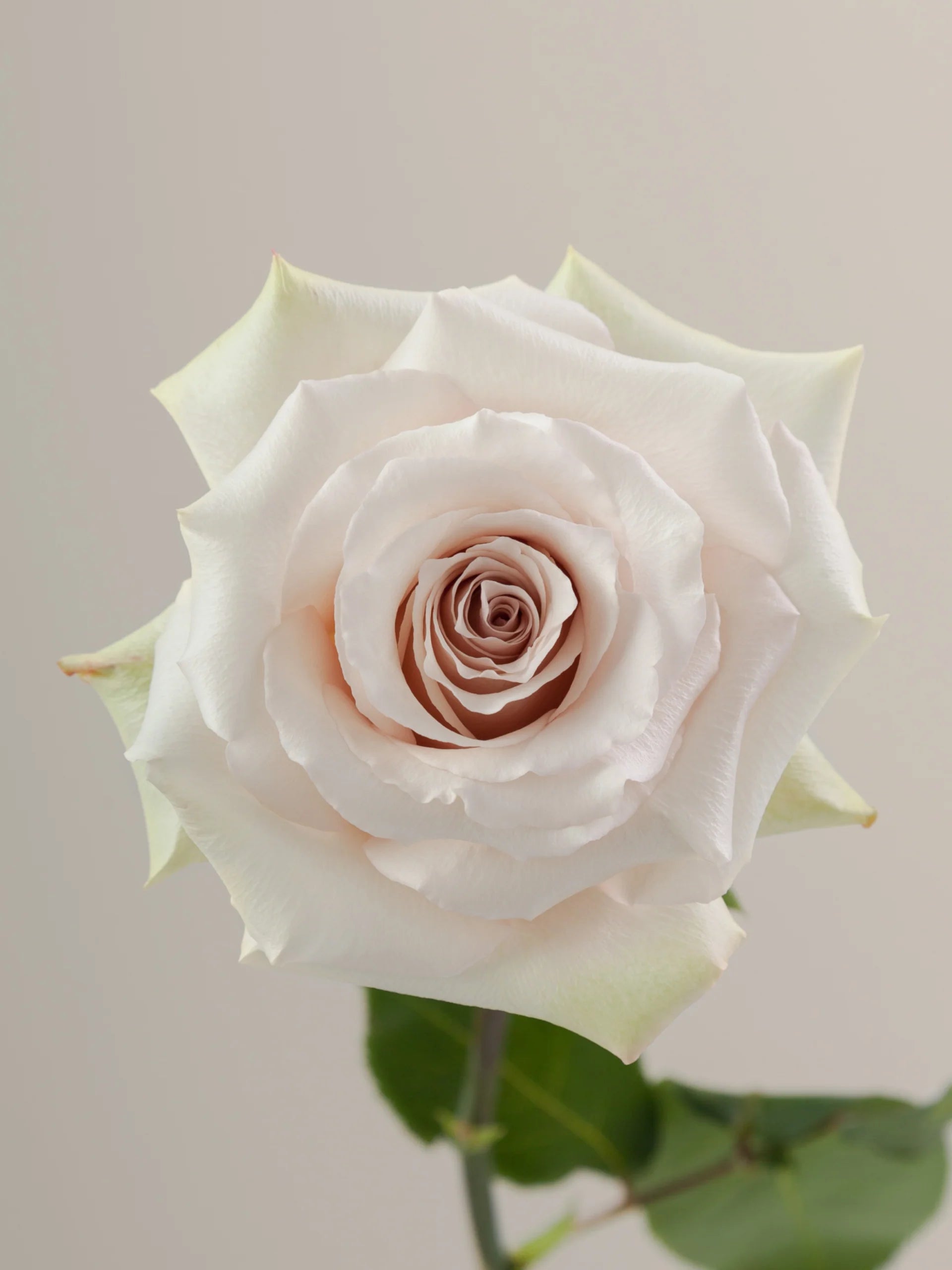 Quicksand Roses Color Beautiful Quicksand Roses – Pop Wedding Flowers