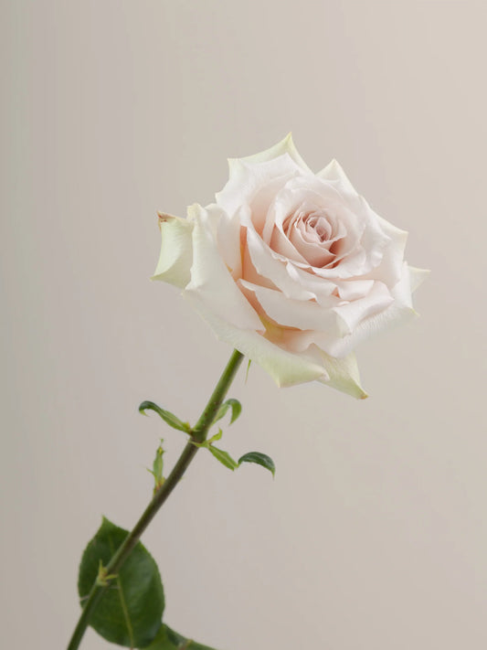 White Quicksand Roses