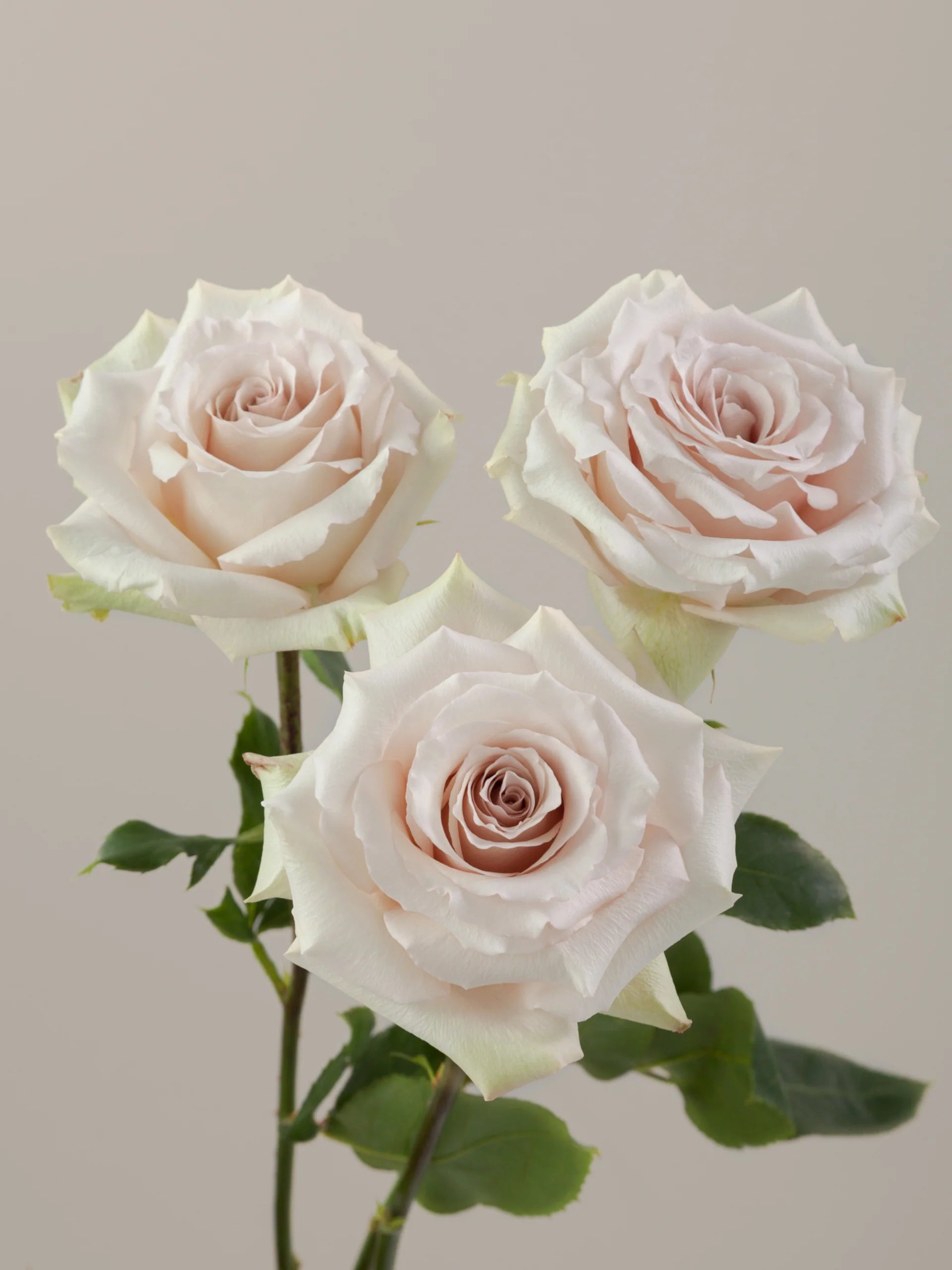 Quicksand Roses Color Beautiful Quicksand Roses – Pop Wedding Flowers