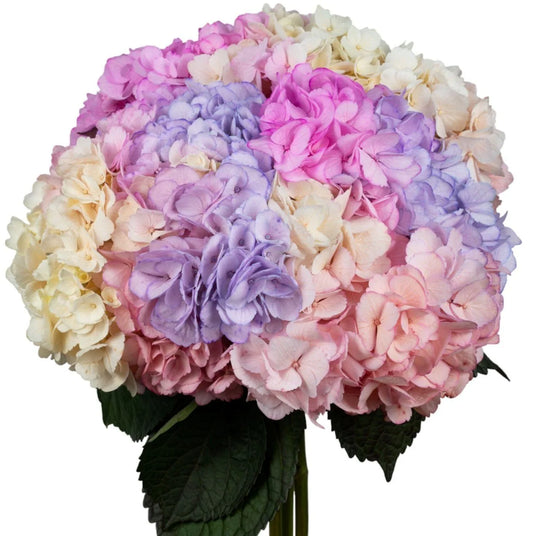 Multi-Color Rainbow Hydrangea