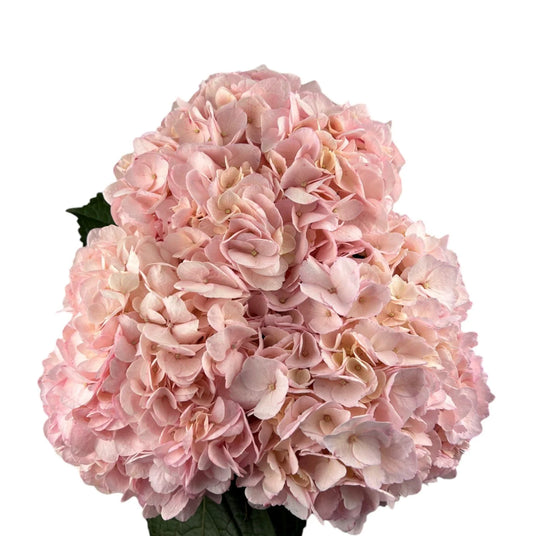 Rebeca Pink Hydrangea