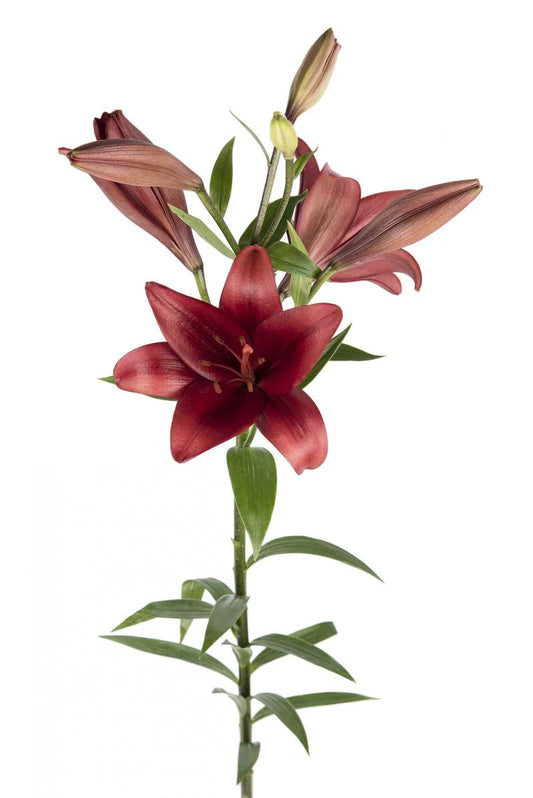 Burgundy Red Alert Asiatic Lilies