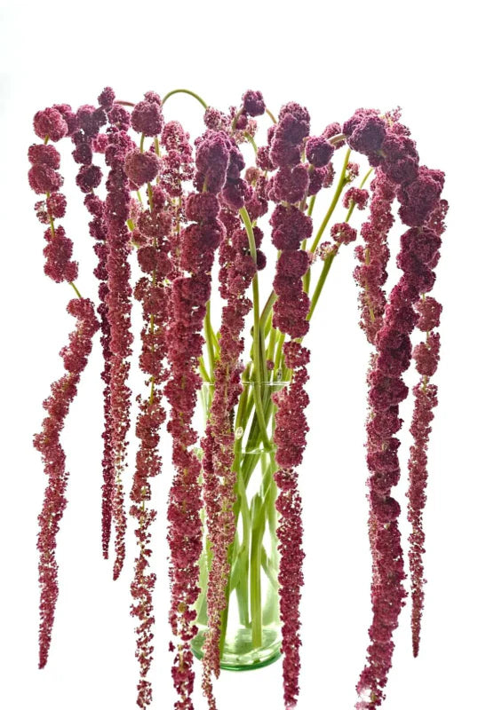 Red Hanging Amaranthus