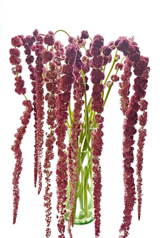 Red Hanging Amaranthus