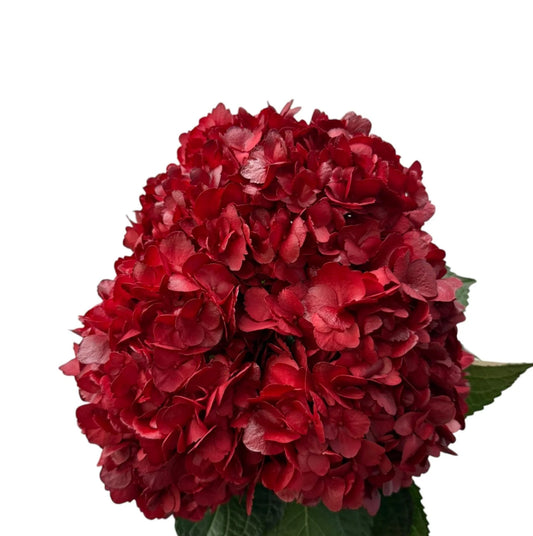 Red Amour Hydrangea