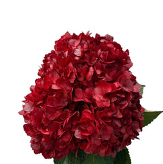 Red Amour Hydrangea