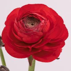 Red Ranunculus
