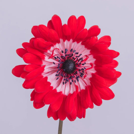 Red Star Anemones