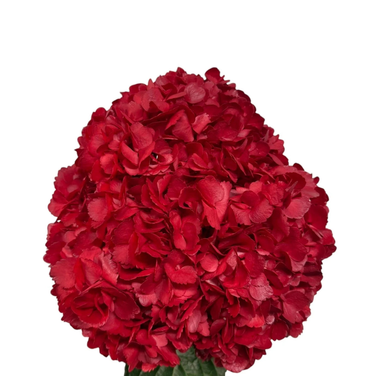 Red Hydrangea