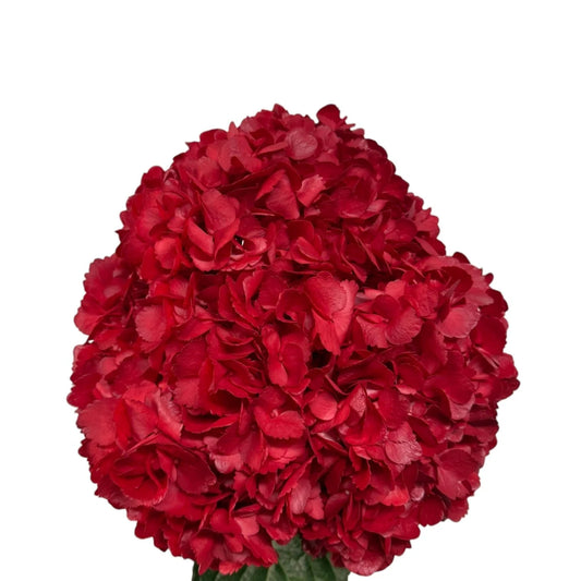 Red Hydrangea