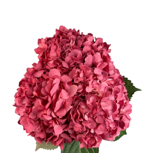 Hot Pink Red Lips Hydrangea