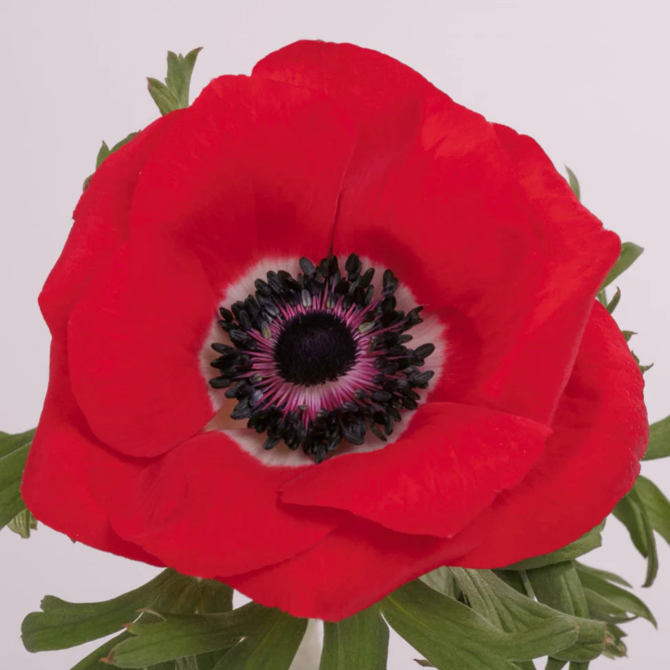 Red Mistral Anemones