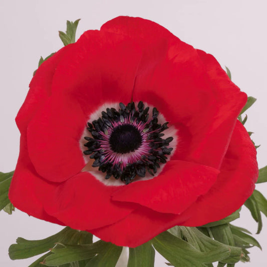 Red Mistral Anemones