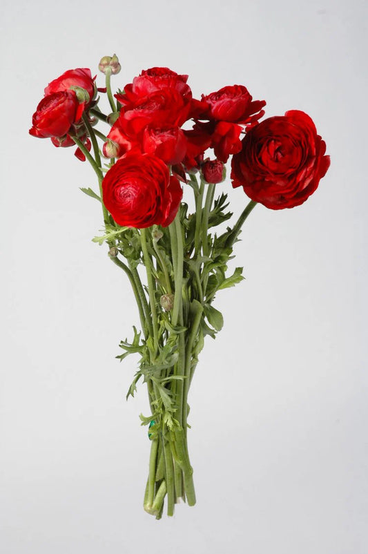 Red Ranunculus