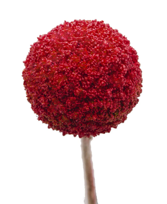 Red Tinted Craspedia