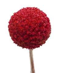 Red Tinted Craspedia