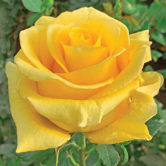 Yellow Regatta Roses