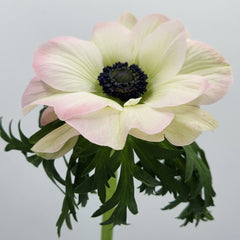 Rosa Chiaro Anemones
