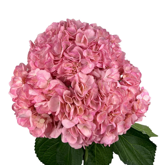 Pink Rose Garden Hydrangea