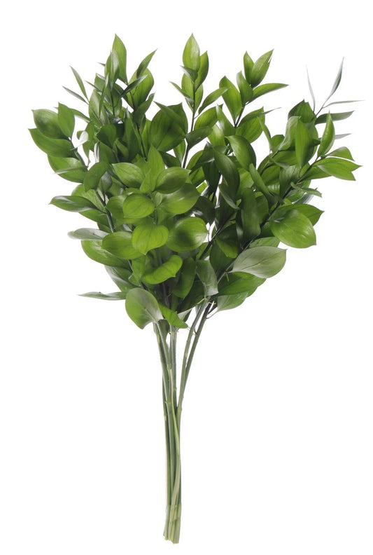 Green Ruscus Israeli Foliage & Greens