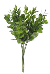 Green Ruscus Israeli Foliage & Greens