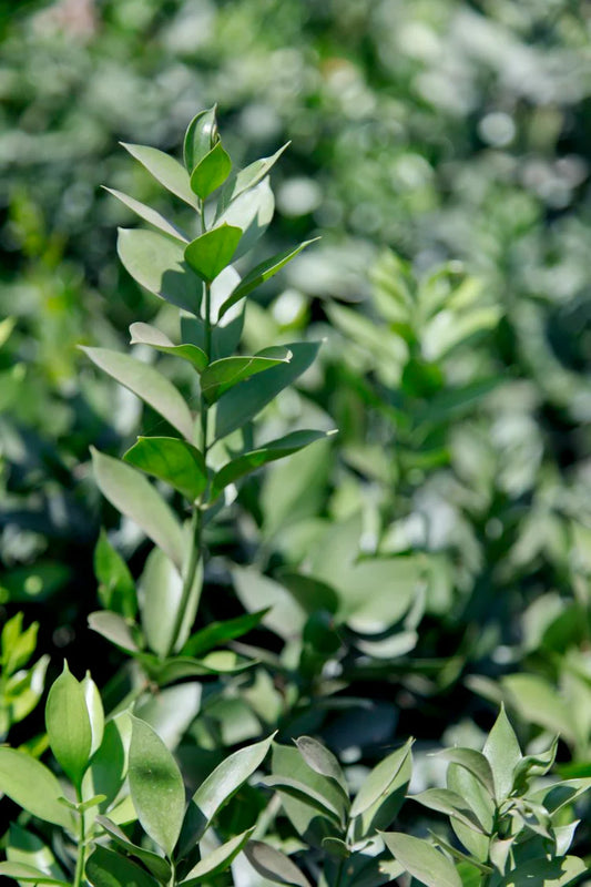 Ruscus Israeli