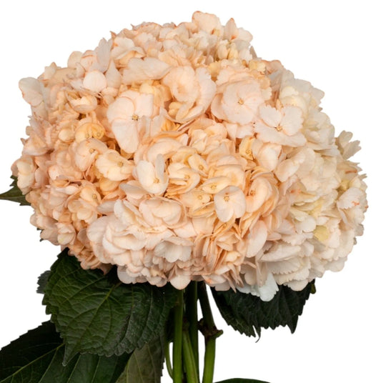 Orange Salmon Hydrangea