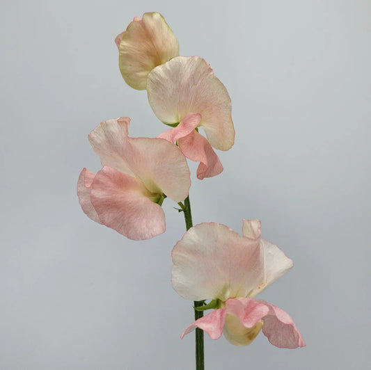 Salmon Sweet Pea