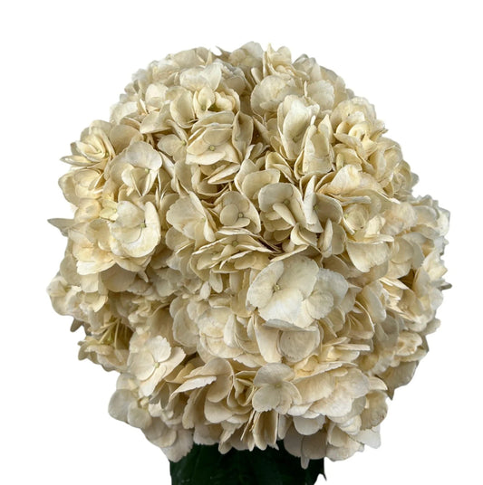 White Sandy Hydrangea