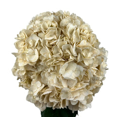 White Sandy Hydrangea