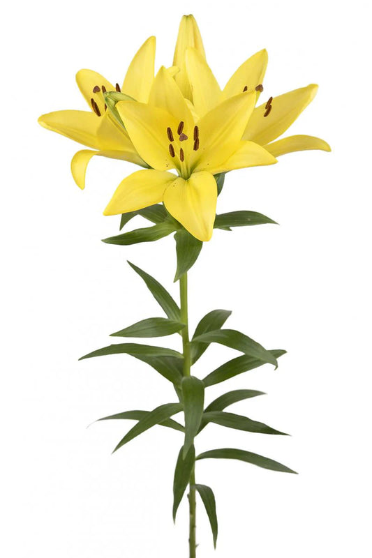 Yellow Scipione Asiatic Lilies