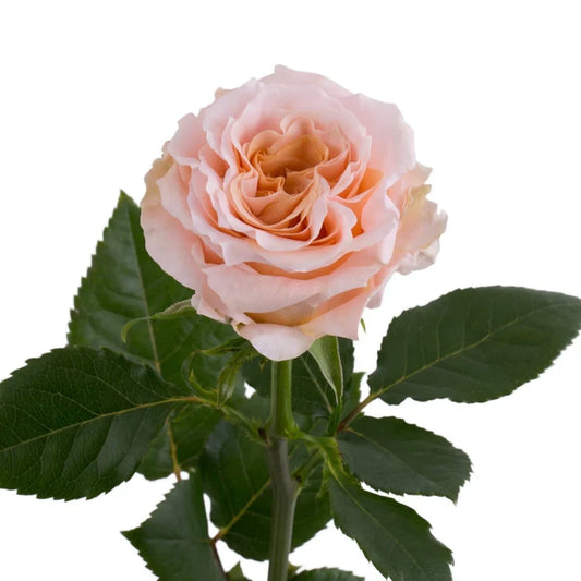 Light Pink Shimmer Roses