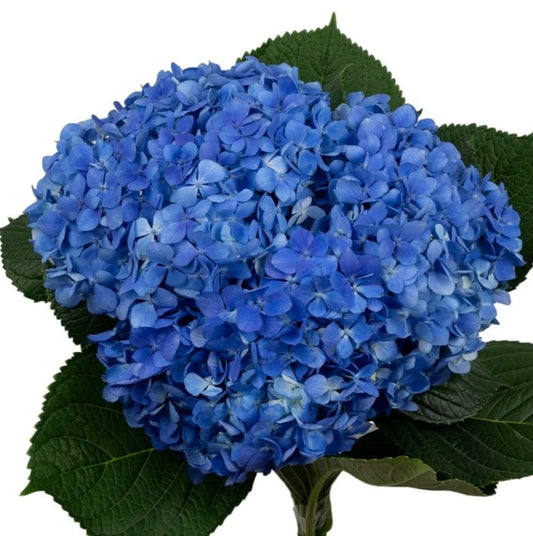 Shocking Blue Hydrangea