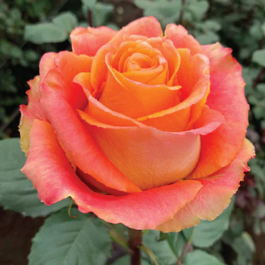 Orange Silantoi Roses